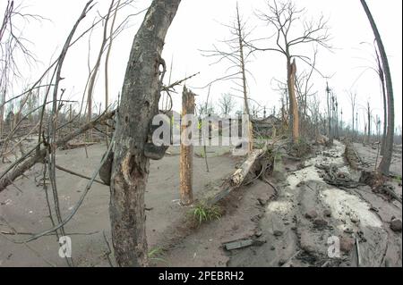 Maisons et arbres morts endommagés par les cendres provenant de l'éruption du volcan du Mont Merapi en 2010, Kepuharjo (5km en haut de Merapi), près de Jogyakarta, Central Java, in Banque D'Images