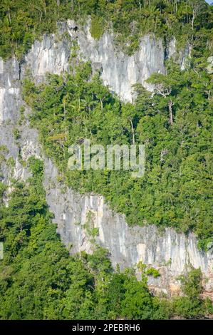 Arbres de la forêt tropicale avec falaise exposée, Raja Ampat, Papouasie occidentale, Indonésie Banque D'Images