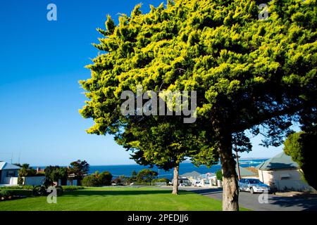 Specimen mature de Castlewellan Leyland Cypress Tree Banque D'Images