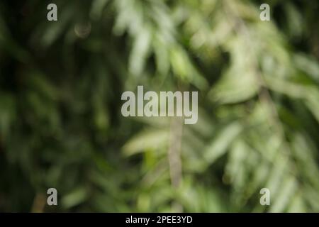 Feuillage vert luxuriant arrière-plan flou avec espace de copie. Branches d'arbre défocused dans un jardin Banque D'Images