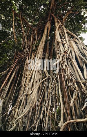 Grands boxers banyan Tree avec racines suspendues. Vieux arbre enchevêtré racines fond texturé Banque D'Images