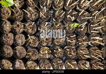 Beaucoup de boutures plantées dans des pots à une pépinière. Tiges d'arbustes poussant dans une serre pour la vente au détail Banque D'Images