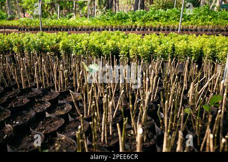 Beaucoup de boutures plantées dans des pots à une pépinière. Tiges d'arbustes poussant dans une serre pour la vente au détail Banque D'Images