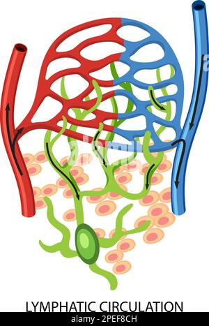 Illustration du schéma du système de circulation lymphatique Illustration de Vecteur