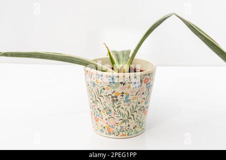 Sansevieria serpent blanc pourriture de la racine de la plante dans un pot en céramique isolé sur fond blanc Banque D'Images