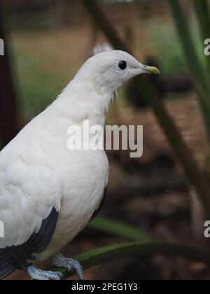 Un portrait en gros plan d'un pigeon impérial spectaculaire avec des yeux étincelants et un plumage impeccable. Banque D'Images