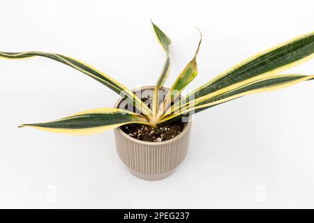 Sansevieria trifasciata or noir racine pourriture plante serpent vue à grand angle Banque D'Images