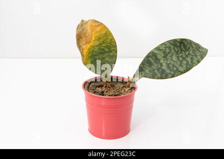 Sansevieria masoniana serpent plante feuille sèche isolée sur fond blanc Banque D'Images