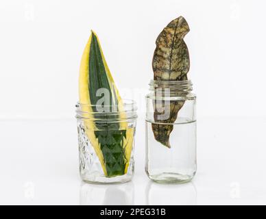 L'or noir de Sansevieria et le coppertone de Sansevieria se propagent dans l'eau Banque D'Images