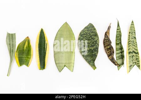 Différentes variétés de feuilles de serpent plante sur fond blanc vue à grand angle Banque D'Images