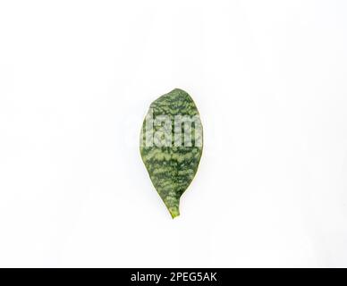 Sansevieria masoniana nake nake plante feuille sur fond blanc isolé Banque D'Images