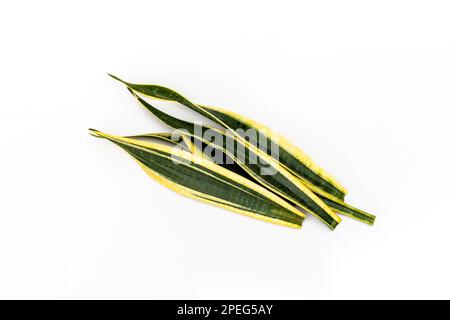 Sansevieria trifasciata feuilles d'or noir boutures isolées sur fond blanc Banque D'Images