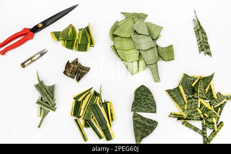 Feuilles boutures de différentes variétés de plantes de serpent pour la propagation sur fond blanc Banque D'Images