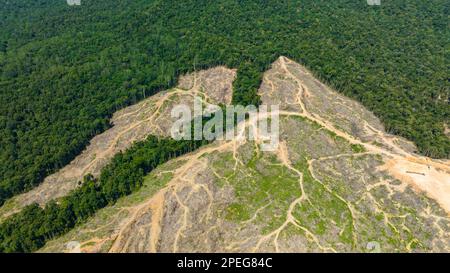 Vue aérienne de la forêt tropicale coupée pour faire place aux plantations de palmiers à huile. Déforestation. Destruction de l'environnement de la forêt de jungle. Bornéo, Malaisie. Banque D'Images