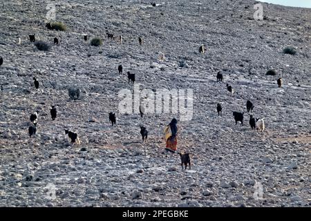 La bergerie et son troupeau dans les montagnes de l'est de Hajar, Wadi Tiwi, Oman Banque D'Images