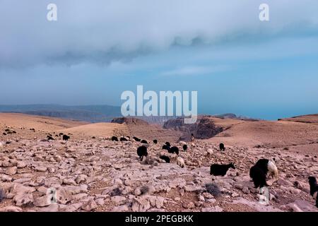 La bergerie et son troupeau dans les montagnes de l'est de Hajar, Wadi Tiwi, Oman Banque D'Images