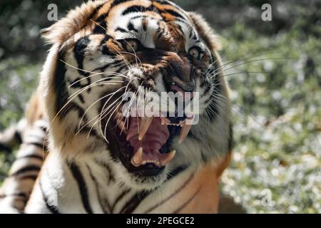 Le gros tigre du bengale grogne le zoo Banque D'Images