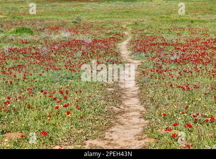 Les fleurs d'anémone rouge sauvage fleurissent parmi l'herbe verte dans le pré, chemin entre elles. Magnifique paysage de printemps en pleine floraison dans la réserve de la nation Banque D'Images