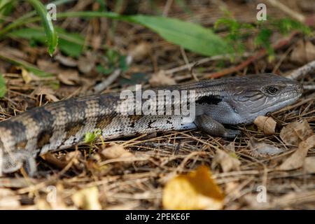 Scinque tonguée bleu de l'est (Tiliqua scincoides) dans la litière de feuilles des terres humides de Tincha Tamba, Queensland, Australie Banque D'Images