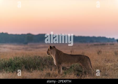 Un lion femelle, Panthera Leo, est vu dans le parc national de Hwange au Zimbabwe. Banque D'Images