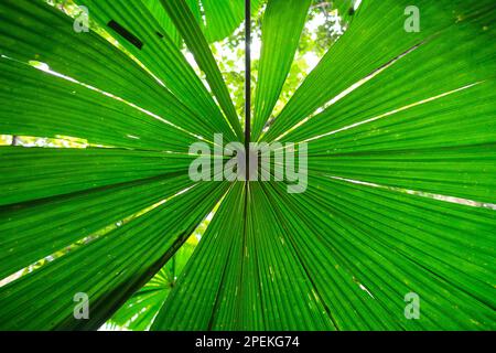 Forêt de Fan Palm (Licuala ramsayi) dans le parc national de Demiru, Queensland, Australie. Cette espèce est endémique aux tropiques humides de l'extrême nord du Queensland, W Banque D'Images