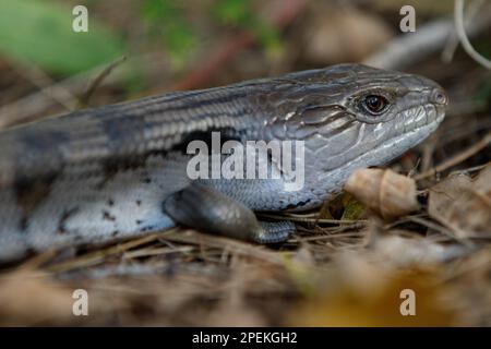 Scinque tonguée bleu de l'est (Tiliqua scincoides) dans la litière de feuilles des terres humides de Tincha Tamba, Queensland, Australie Banque D'Images