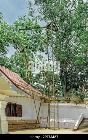 09 10 2009 Jaya Sri Maha Bodhi est un arbre Bo sacré historique dans le jardin de Mahamekuna dans la ville historique d'Anuradhapura, Sri Lanka Asie. Banque D'Images