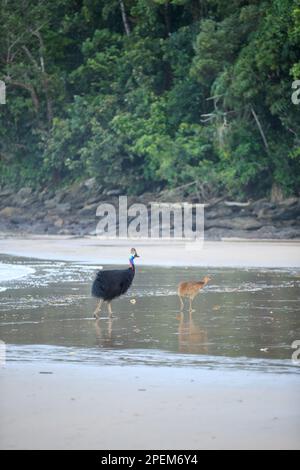 Sud de la Cassowary (Casuarius casuarius) Etty Bay, Queensland, Australie Banque D'Images