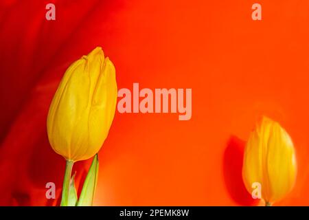 deux magnifiques tulipes jaunes sur fond orange illuminées par le soleil. horizontale Banque D'Images