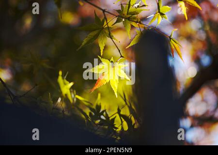 Une scène automnale vibrante d'un arbre entouré de son feuillage changeant de couleur Banque D'Images