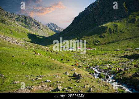 Vaches des Highlands avec une montagne de Kackar en arrière-plan. Les hauts plateaux de Rize. Voyage en Turquie. Banque D'Images