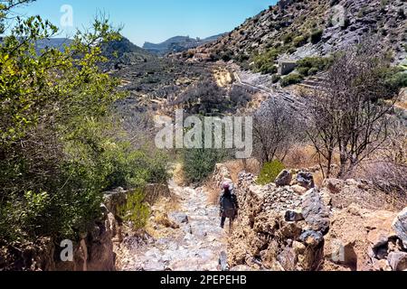 Trekking à travers des champs agricoles en terrasse, Al Ain, Jebel Akhdar, Oman Banque D'Images