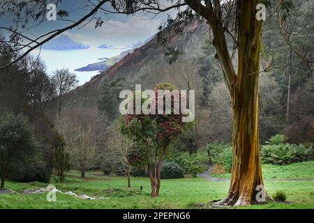 Coleton Fishacre, Kingjure, Dartmouth, Devon, Angleterre, Royaume-Uni.- vue sur le paysage des jardins Banque D'Images