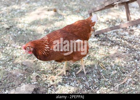 Promenade au poulet brun dans la cour de campagne. Jour ensoleillé, les pétales de cerisiers en fleurs tombent au sol, les poulets peck ou mangent des pétales de cerisier blancs. Banque D'Images