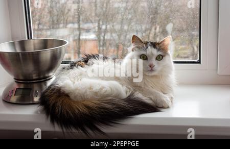 Blanc de chat se couche au soleil, se trouve sur le seuil de la fenêtre, l'environnement confortable de la maison Banque D'Images