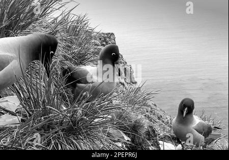 LES falaises DE GÉORGIE DU SUD et un groupe d'Albatros de Sooty Antarctique 1972 Banque D'Images