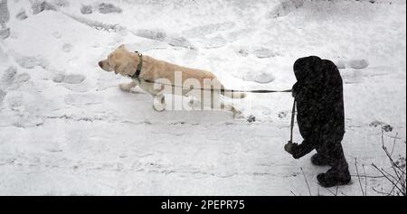 Kiev, Ukraine 13 mars 2023: Marcher un homme avec un chien sur un trottoir enneigé vue de dessus Banque D'Images