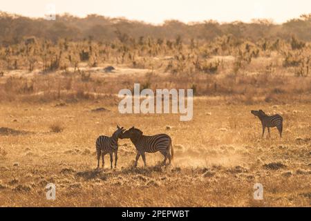 Une paire de Burchells Zebra, Equus quagga burchellii, se battent dans le parc national de Hwange au Zimbabwe. Banque D'Images