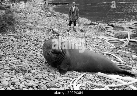 GÉORGIE DU SUD Plage de baleines avec des os blanchis et des phoques de l'Atlantique sud méfiants Banque D'Images