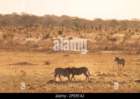 Une paire de Burchells Zebra, Equus quagga burchellii, se battent dans le parc national de Hwange au Zimbabwe. Banque D'Images