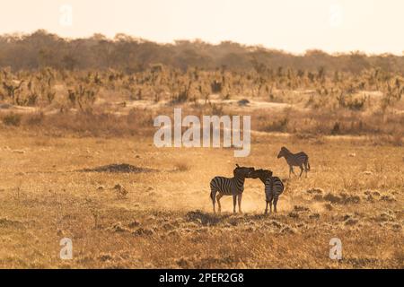 Une paire de Burchells Zebra, Equus quagga burchellii, se battent dans le parc national de Hwange au Zimbabwe. Banque D'Images