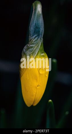 Une petite fleur de jonquille jaune d'espèce avec des ornements de rosée sur ses pétales Banque D'Images