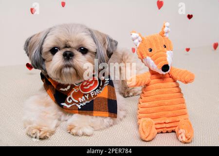 Shih Tzu chien allongé avec ses jambes étirées et regardant l'appareil photo à côté du jouet Banque D'Images