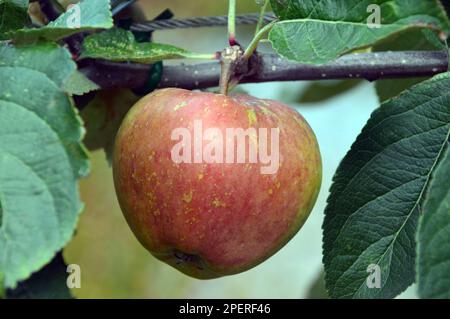 Simple dessert Apple 'Kidd's Orange Red' (Malus domestica) croissant d'un Trellis dans le verger à RHS Garden Harlow Carr, Harrogate, Yorkshire.UK. Banque D'Images