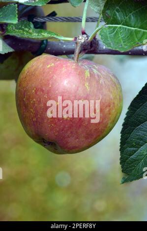 Simple dessert Apple 'Kidd's Orange Red' (Malus domestica) croissant d'un Trellis dans le verger à RHS Garden Harlow Carr, Harrogate, Yorkshire.UK. Banque D'Images