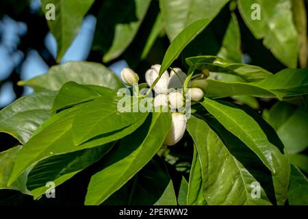 Les fleurs délicates d'un arbre orange fleuri se rapprochent sur un fond flou de feuillage vert Banque D'Images