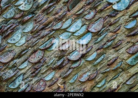 Un arbre de souhaits dans le Yorkshire où les pièces de monnaie sont martelées dans une bûche pour la chance. Banque D'Images