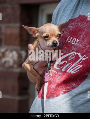 Chien Chihuahua en armes à la foire du cheval Appleby. Banque D'Images