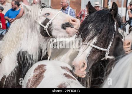 Types populaires de chevaux à vendre à Appleby Horse Fair avec beaucoup de chevaux piébald ou skewbald ou ceux avec des pattes à plumes ou de longues manes. Banque D'Images