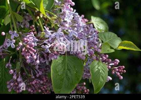 Grappes de fleurs violettes de l'arbuste des lilas, Syringa vulgaris, qui fleurit à la fin du printemps, en gros plan sur un fond naturel de feuilles vertes Banque D'Images